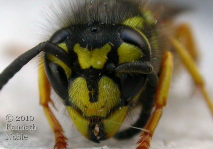 German wasp (Vespula germanica) detail - Kenneth Noble